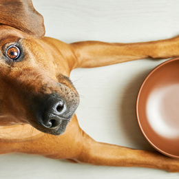 What Time Of Day Should I Feed My Dog? Why Timing Is Everything!