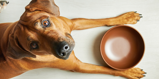 What Time Of Day Should I Feed My Dog? Why Timing Is Everything!